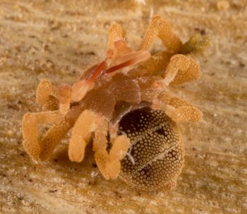 Media type: image; Invertebrate Zoology 143922